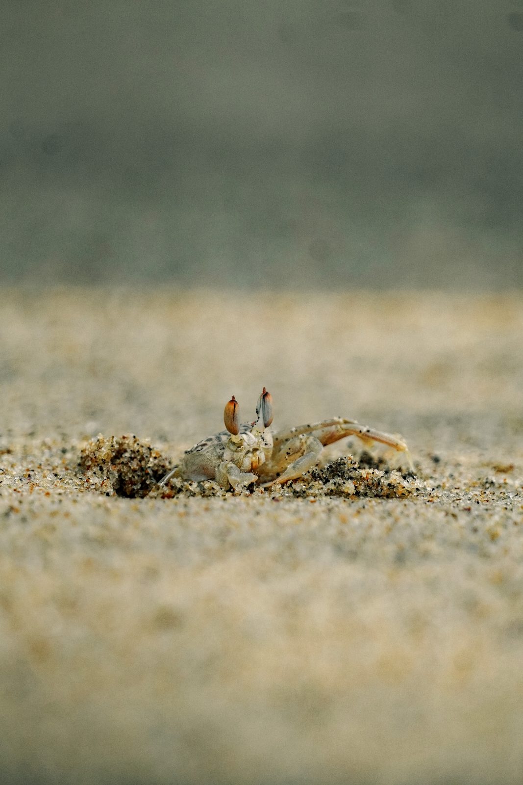 Ghost crab on the sand